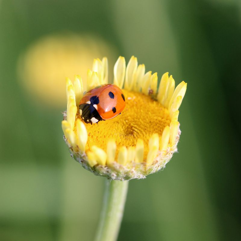 De natuur dichtbij