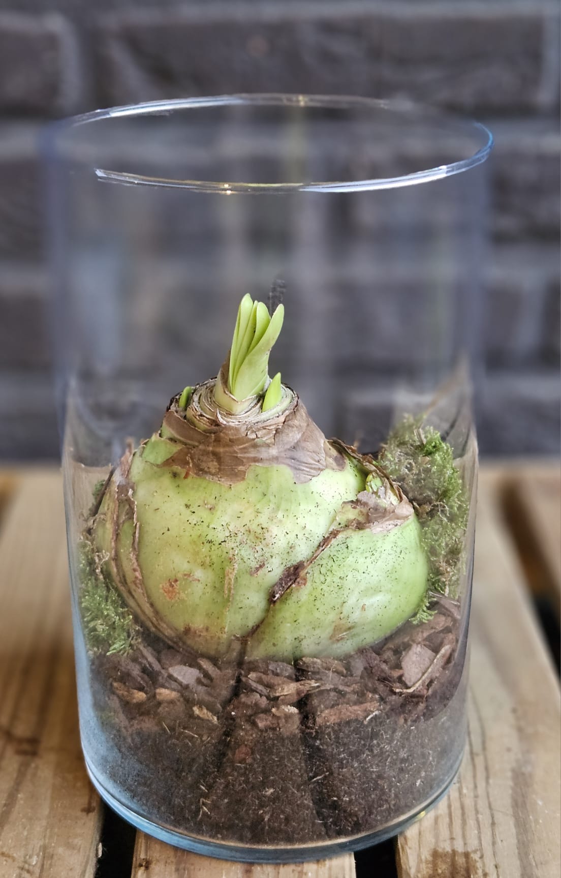 Amaryllisbol in glazen vaas