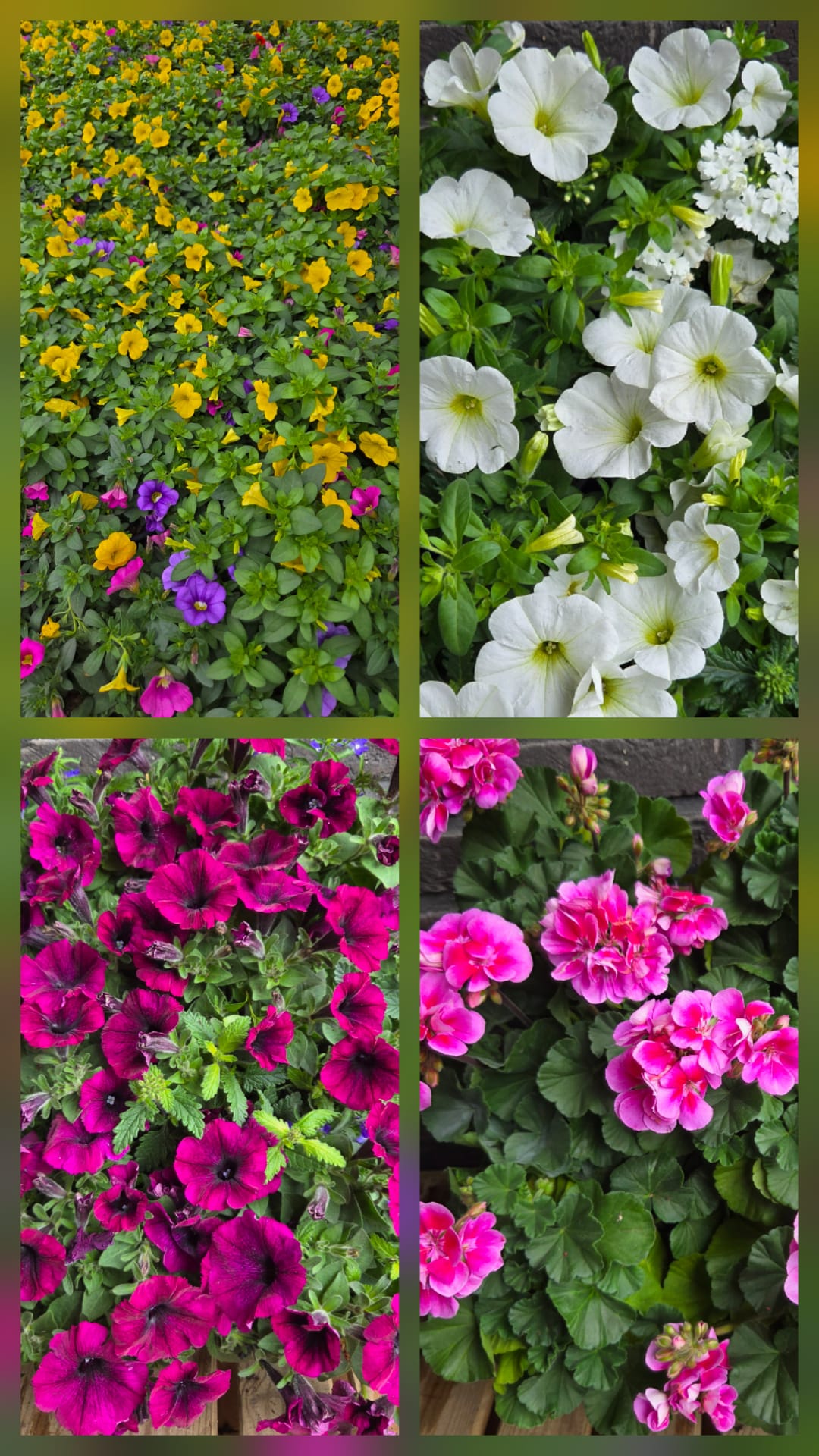 Seizoens Gebonden Planten