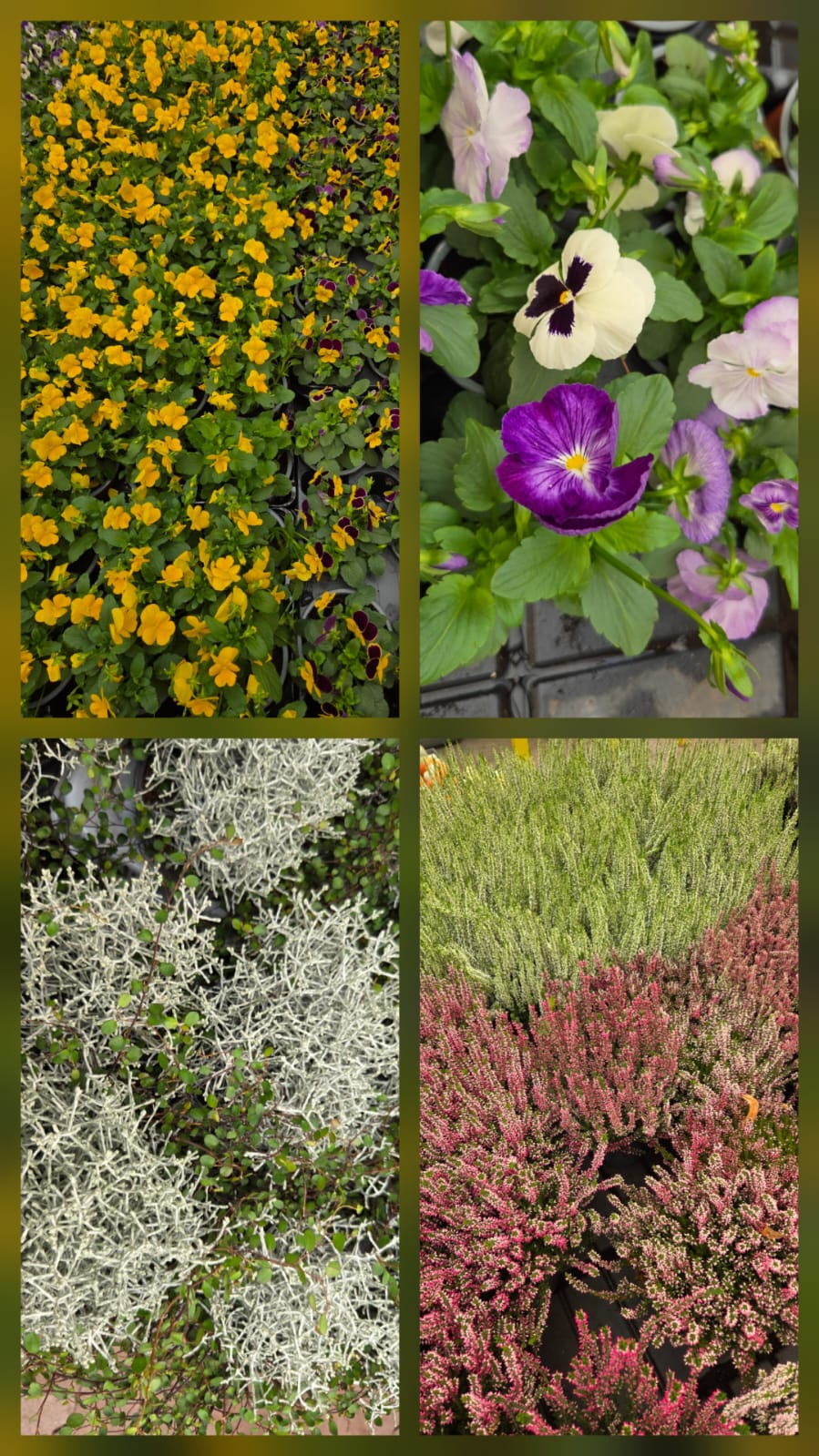Seizoens Gebonden Planten
