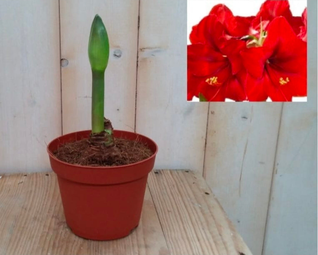 Amaryllisbol in pot