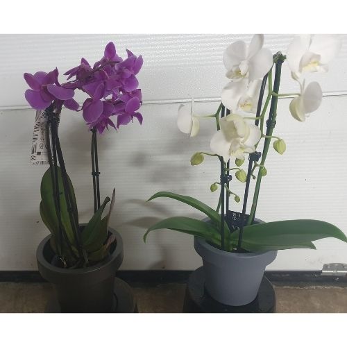 Orchideeën